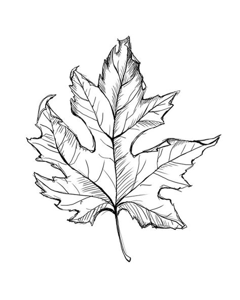 autumn line art|fall leaf line drawing.